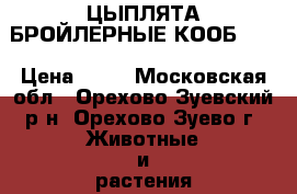 ЦЫПЛЯТА БРОЙЛЕРНЫЕ КООБ 500 › Цена ­ 60 - Московская обл., Орехово-Зуевский р-н, Орехово-Зуево г. Животные и растения » Птицы   